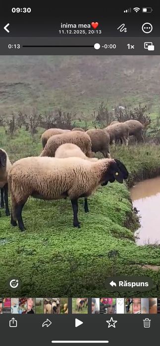Vând oi carabasa cu cap negru de Teleorman
