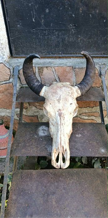 Кукерски маски рога черепи от крави, лисици, язовци,чакали,опашки