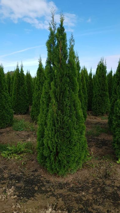 Tuia smarald și columnaris