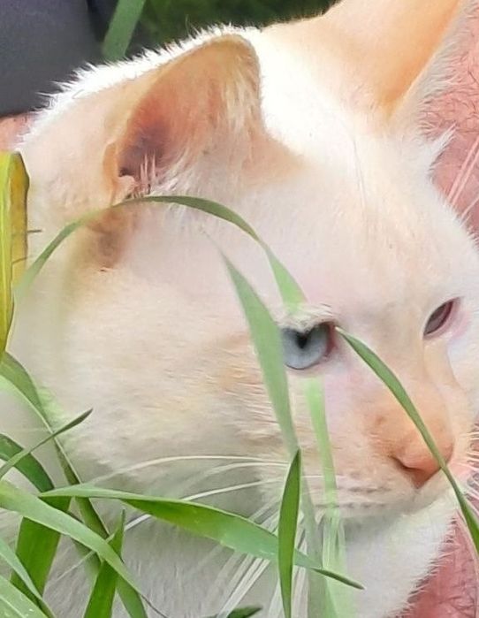 Тайский котик ред пойнт ищет себе невесту