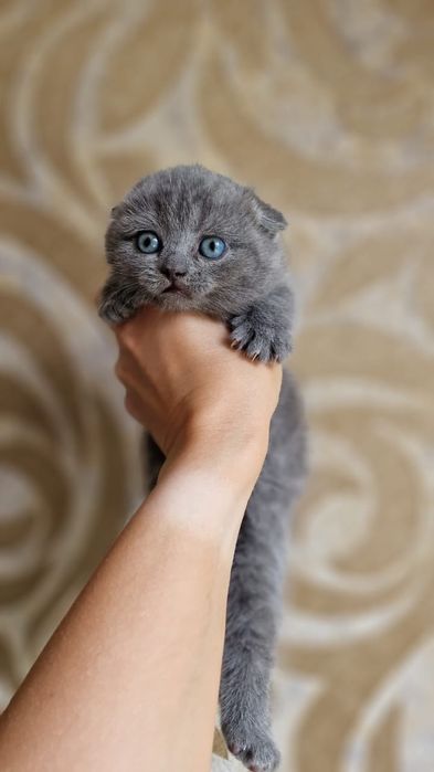 Скоттиш Фолд.  Голубой окрас.