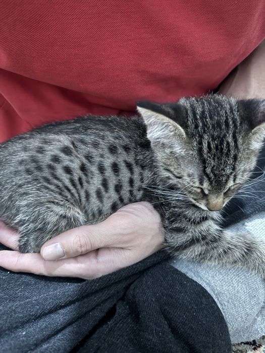 Котенок , отдам в хорошие руки