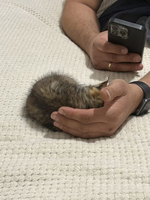 Котенок бесплатно