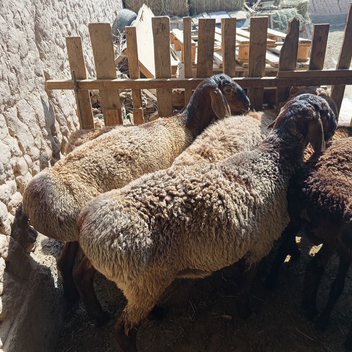 Қошқарлар сатылады