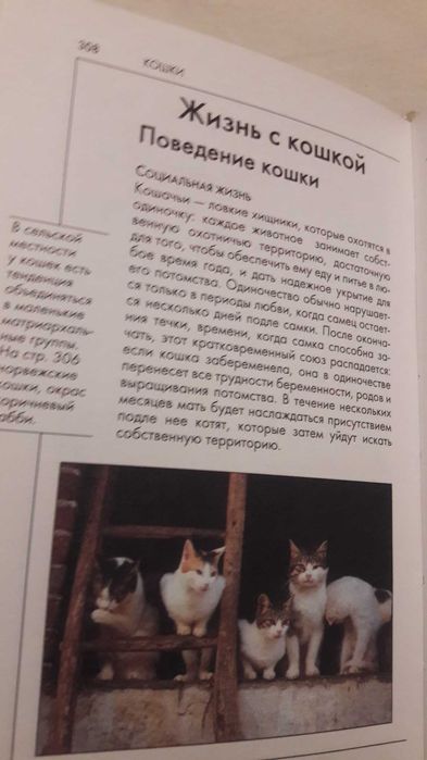 Справочник Кошки