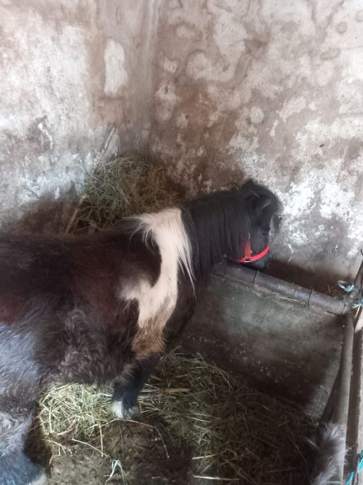 Vand ponei de 4 ani si 2 junici de rasa !