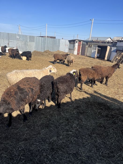 Продам Кошкарчиков  4 мес