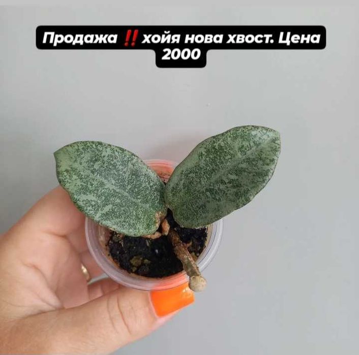 Комнатные растения хойи