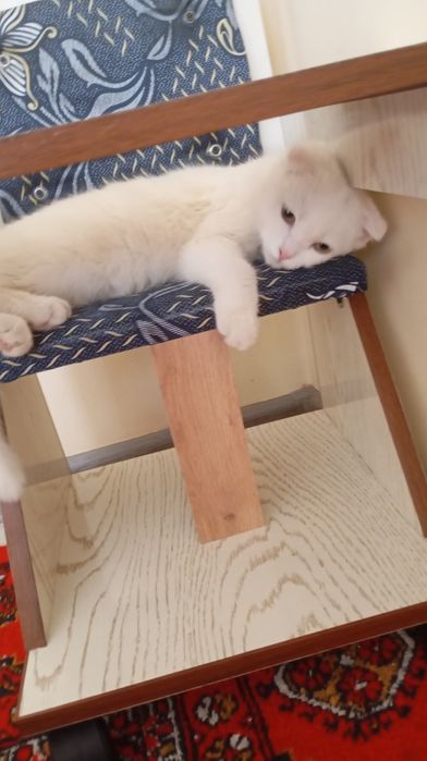 Sotiladi Skottish fold esli mushuk latokka oʻtadi