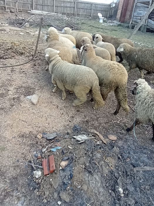 Vand miei si carlani de anul trecut