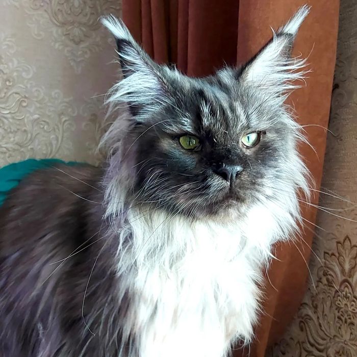 Мейн- КУНЧИКИ! Котята- Мальчики и девочки ! От 2х мес