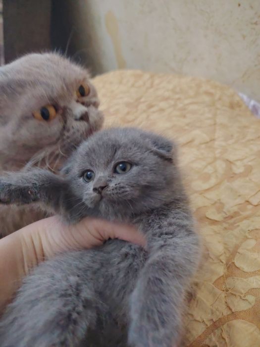 Продаются Шотландские Скотиш Страйт и Фолд