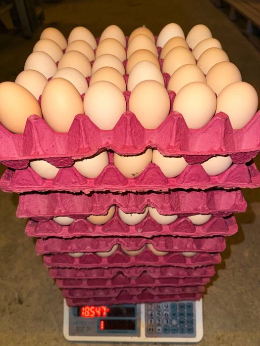 Оптом Тухум товук фабрикадан / Яйца от производителя