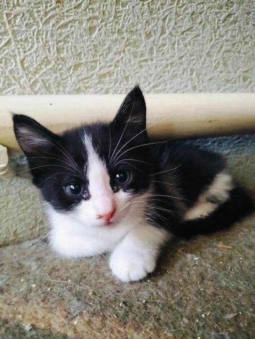 Отдам котят , мальчики