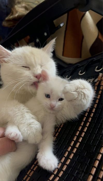 Британские белоснежные котята
