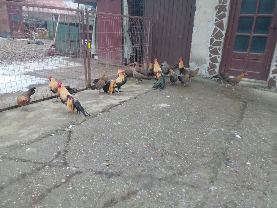 De vanzare gain si cocos phoenix.