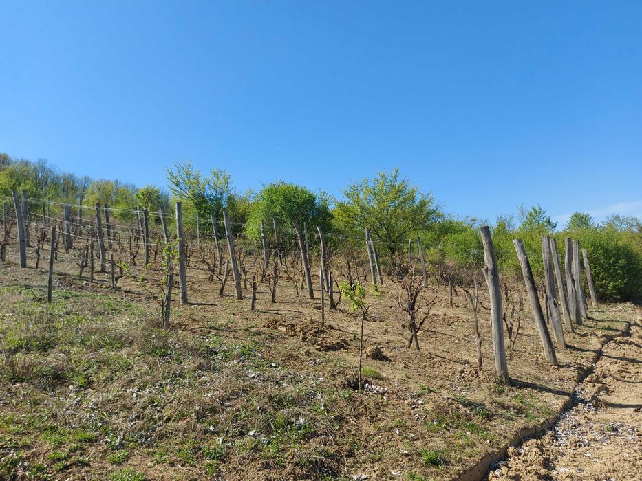Teren 5,70 ha intravilan+extravilan,  Vladimir-Andreesti , Jud.Gorj