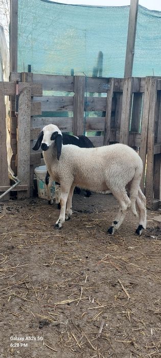 Vand berbec bulgaresc