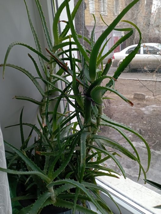 Цветок. Алоэ продам