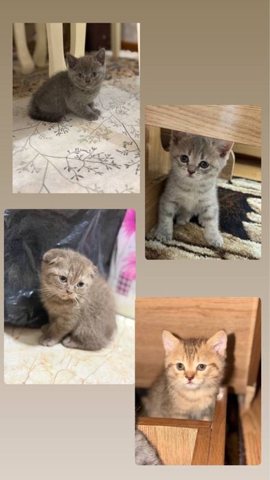 Scotish fold, strayt