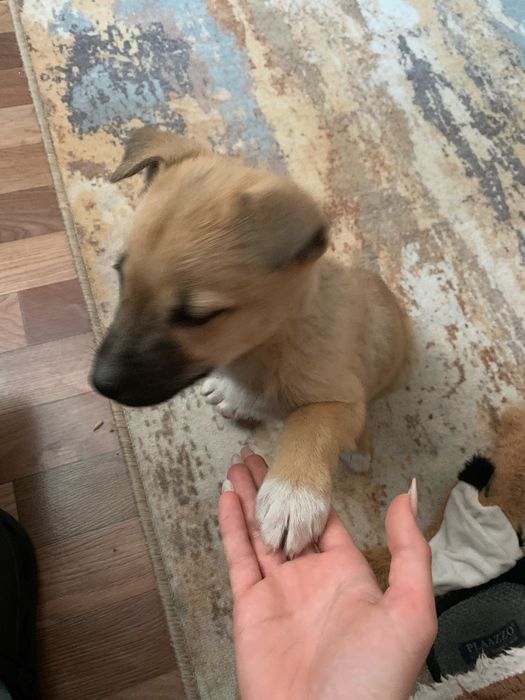 Отдам Щенка 2 месяца