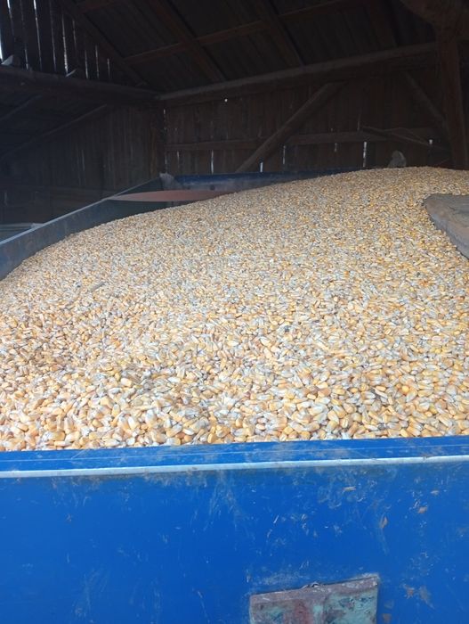 Porumb boabe de vanzare