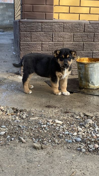 Щенок кобель. Линия есть.