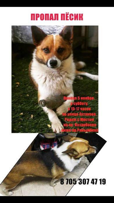 Пропала собака, кобель, пес