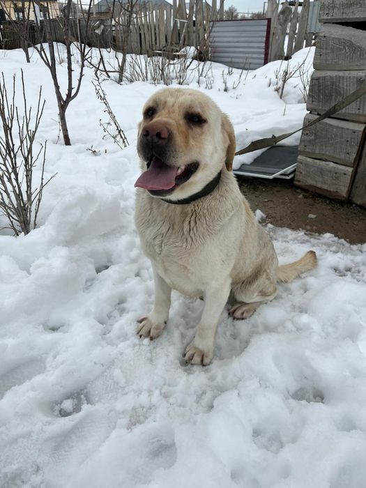 Лабрадор документімен