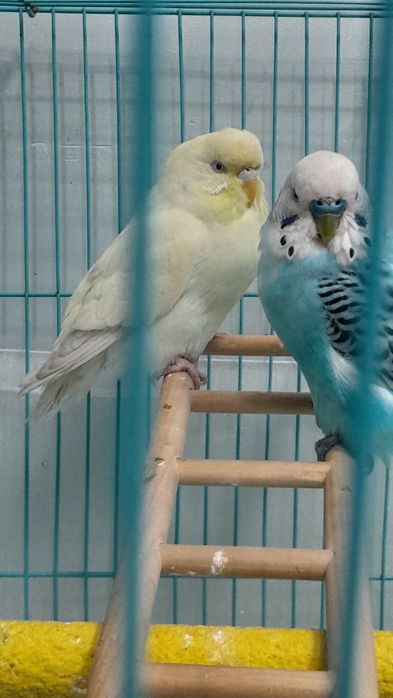 Папугай с клеткой