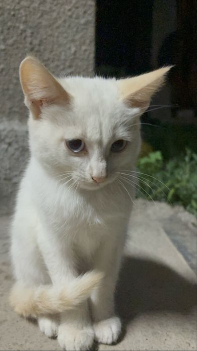 котенок девочка,отдадим в добрые руки:)