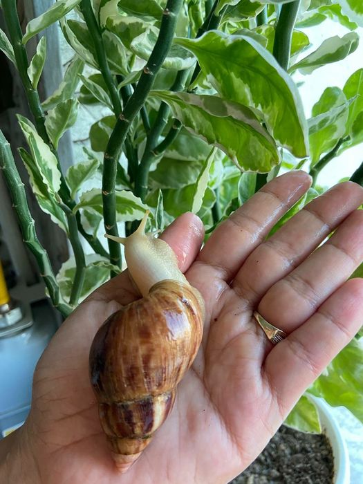 Соглом актив улиткалар бор сотувда