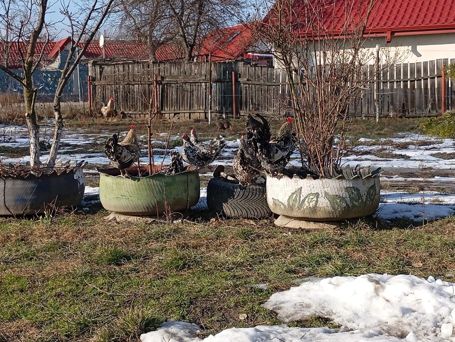 Găinușă și cocoș american