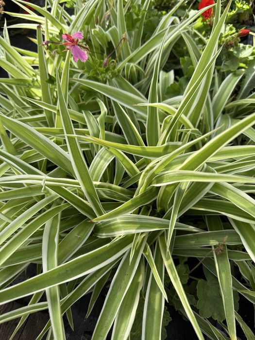 Sera de flori palanca va ofera flori la ghiveci pret de producator.