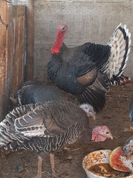 Хонаки курка ва товук хурозлар.