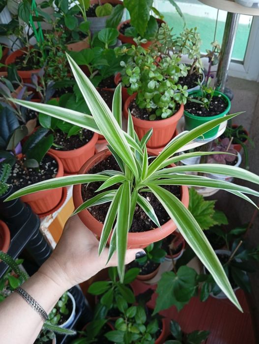 Продам цветы комнатные