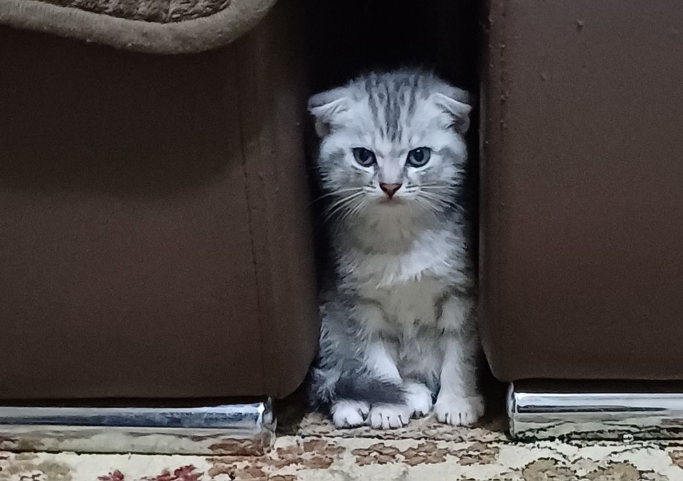 Продам котят  британцев