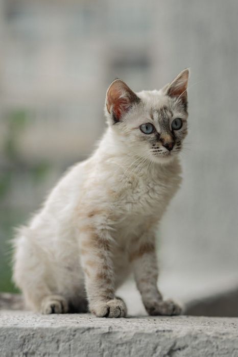 Котенок ищет любящую семью