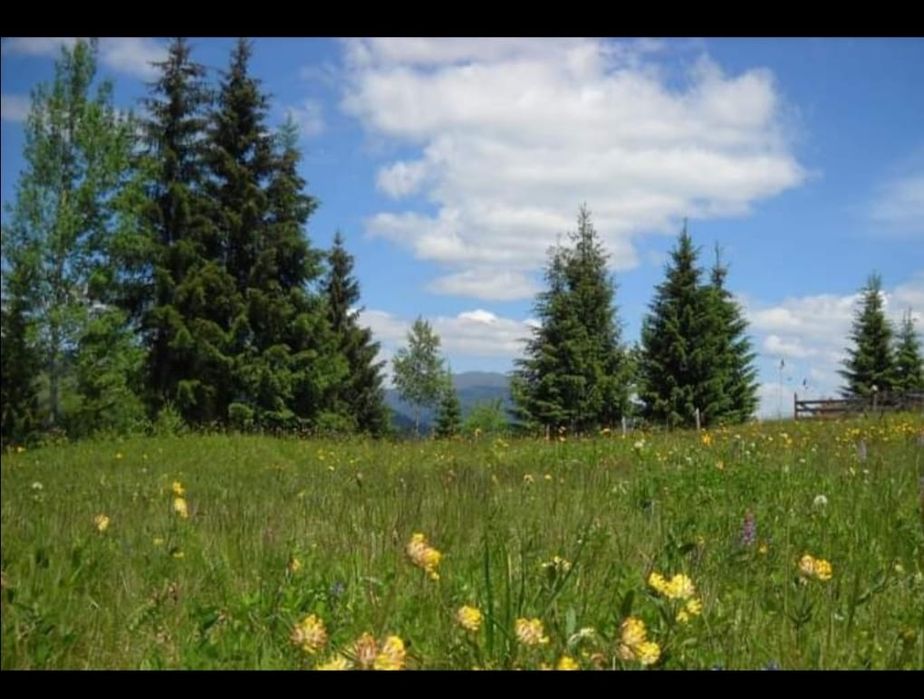 La munte zona Vatra Dornei