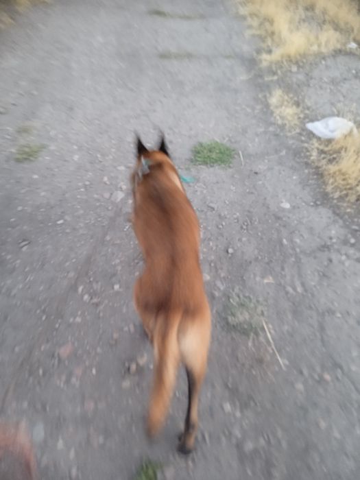 Malinova sotiladi narxni kelwamz