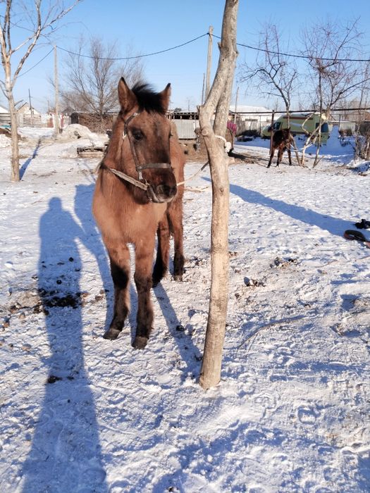 МЗ жабағы сатылады еркек