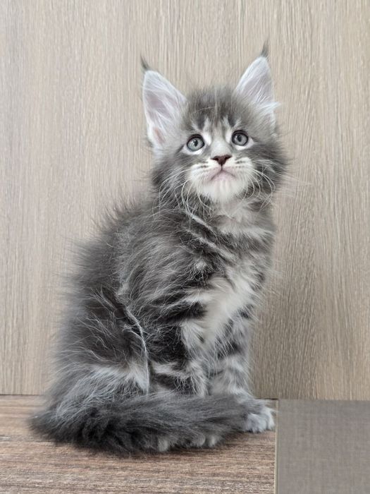 Шикарный мальчик мейн-куна