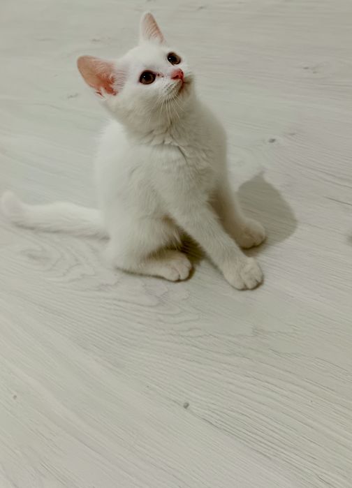 Зотдор пишик сотилади