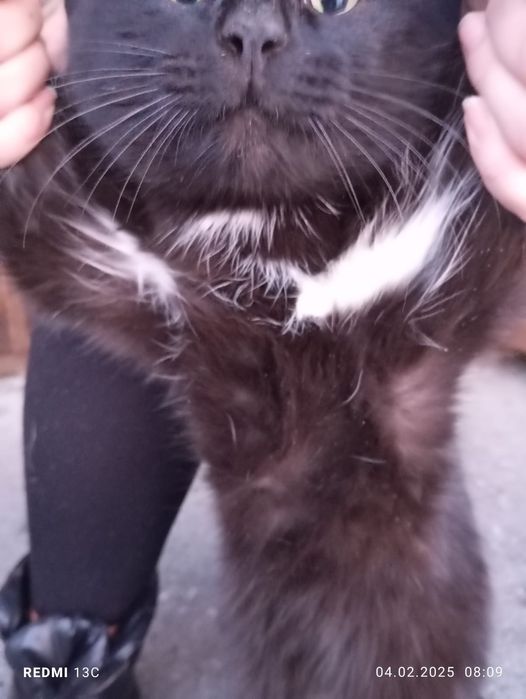 Нужен дом для котика!