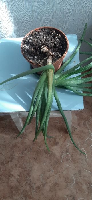 Продам цветы Алое Вера