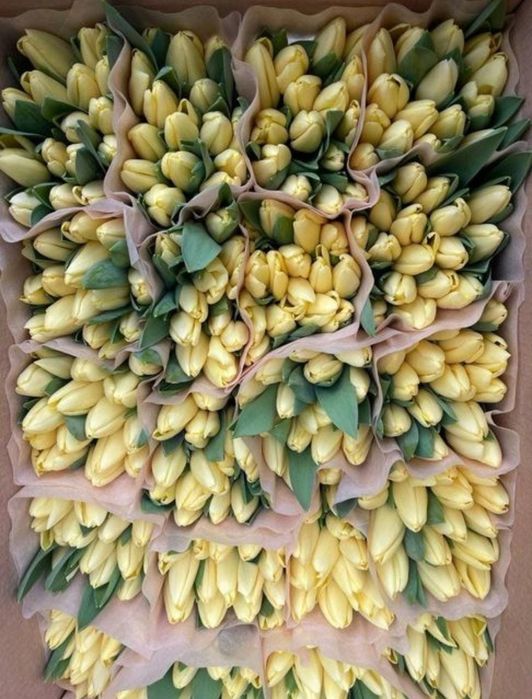 Луковицы тюльпаны оптом акция