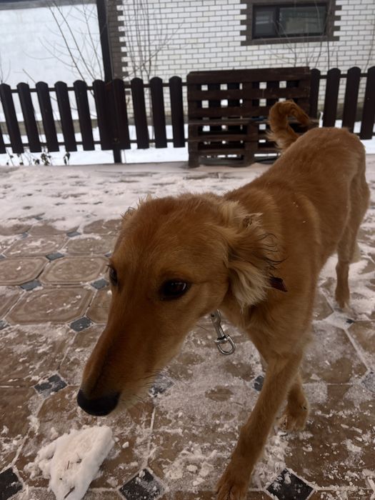 Құмай тазы сатамын