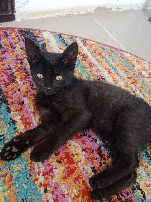 Отдам котёнка в добрые руки