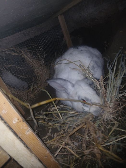 Quyonlar sotiladi 2 ta moda   1 ta nar modalar bo'g'oz narxi 300 ming.