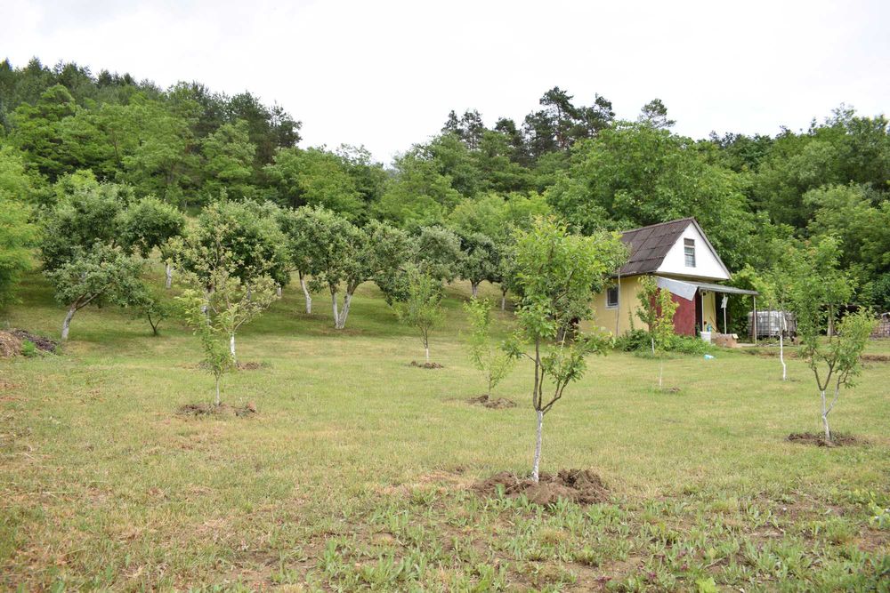 Grădină 3.000 mp în Fizeșul Gherlii, lângă pădure, cu plantație de mur